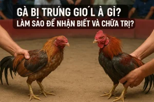 Gà Bị Trúng Gió Là Gì? Làm Sao Để Nhận Biết Và Chữa Trị?
