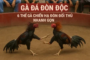 Gà Đá Đòn Độc - 6 Thế Gà Chiến Hạ Đòn Đối Thủ Nhanh Gọn