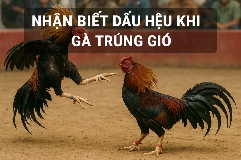Nhận biết dấu hiệu khi gà trúng gió